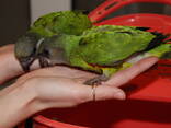 Сенегальский попугай, сенегал, ручні пташенята викормиші - фото 4
