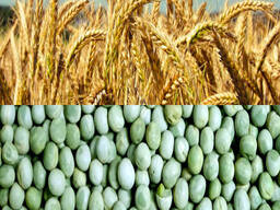 Сертифіковане насіння гороху та пшениці одеської селекції