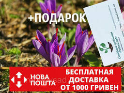 Шафран посевной луковицы 20 штук (шафрановый крокус...