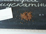 Шалфей мускатный семена 20 шт шавлія сальвия насіння. .. - photo 2