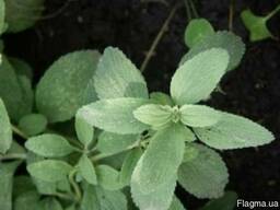 Шандра, семена