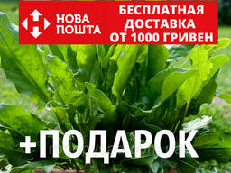 Щавель конский семена (около 200 шт) Rúmex confértus...