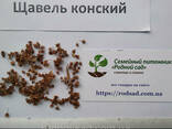 Щавель конский семена (около 200 шт) Rúmex confértus. ..