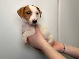 Щенята Джек Рассел, малюки з вет паспортом та щепленями, грайливі