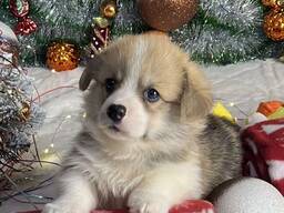 Щенята вельш коргі пемброк родословна КСУ/FCI