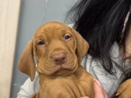 Щенята вижла