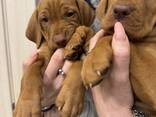 Щенята вижла - фото 3
