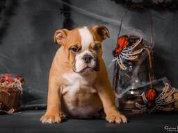 Щенки английского бульдога