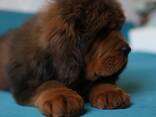 Щенки Тибетского Мастифа - фото 3