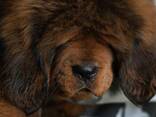 Щенки Тибетского Мастифа - фото 5