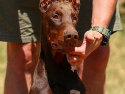 Щенок Добермана / Доберман