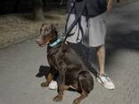 Щенок Добермана / Доберман - фото 2