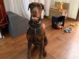 Щенок Добермана / Доберман - фото 3