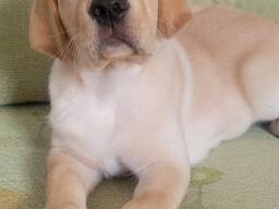 Щенок лабрадор