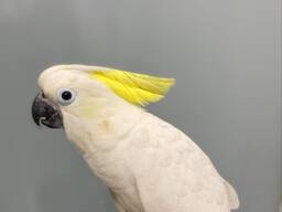 Шикарный ручные птенцы выкормыши пара Тритоновый какаду, желтохохлый какаду