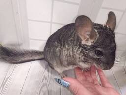 Шиншила от 3 месяцев