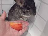 Шиншила от 3 месяцев - фото 2