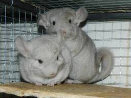 Шиншилла бежевая. Beige chinchilla.