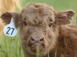 Шотландська дружелюбна корова