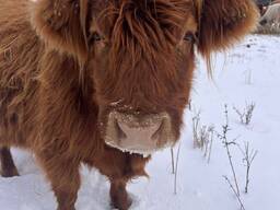 Шотландська корова Хайленд, довгошерстна корова домашня