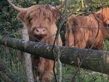 Шотландська корова, хайленд, корова гайленд - фото 1