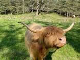 Шотландська корова, хайленд, корова гайленд - фото 2