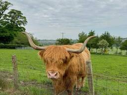 Шотландська корова, корова Хайленд, довгошерстна коровка