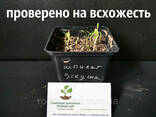 Шпинат Утеуша семена (20 шт) щавнат гибрид щавля и шпината