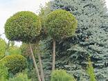 Штамби крупномірні з туй, ялівців та кипарисовиків повністю морозостійкі - фото 1