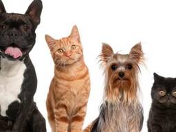 Шукаю постачальників для інтернет магазину зоотоварів