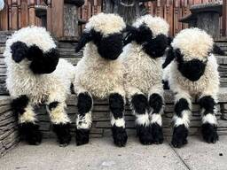 Швейцарская горная овца, самая милая овца в мире, черномордая овца