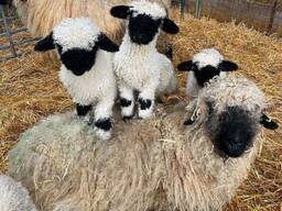 Швейцарские овцы, породистая валлийская овца разные особи