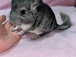 Шиншила - фото 3