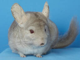 Шиншила дівчинка бежевий сапфір