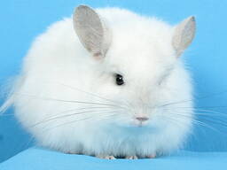 Шиншила хлопчик біла ангора (з довгим хутром)