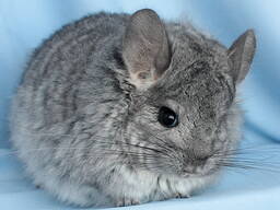 Шиншила дівчинка Стандартна ангора з довгим хутром