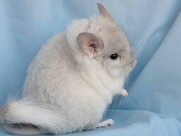 Шиншила хлопчик білий ангора