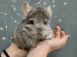 Шиншила пухнаста - фото 2