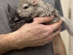 Шиншила пухнаста