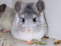 Шиншилята різних окрасів