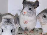 Шиншилята різних окрасів - фото 1