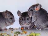 Шиншилята різних окрасів - фото 3