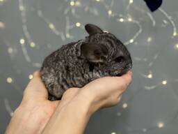 Шиншилла пушистая