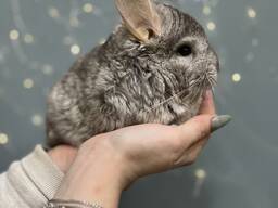 Шиншила ангора