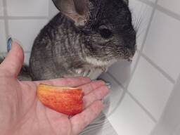 Шиншили від 3 місяців