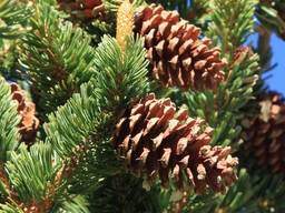 Шишки Елітна 7-9 см натуральні