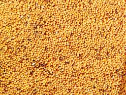 Сидерат. Семена горчицы желтой, белой