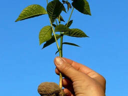 Сіянці волоського горіха не сортовані для озеленення 2 та 3 річні (Україна)