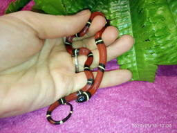 Синалойская королевская змея. Lampropeltis triangulum sinaloae.