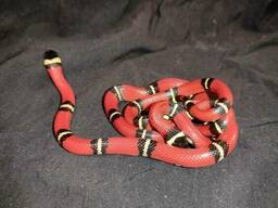 Синалойская змея. Молочная змея. Lampropeltis triangulum sinaloae